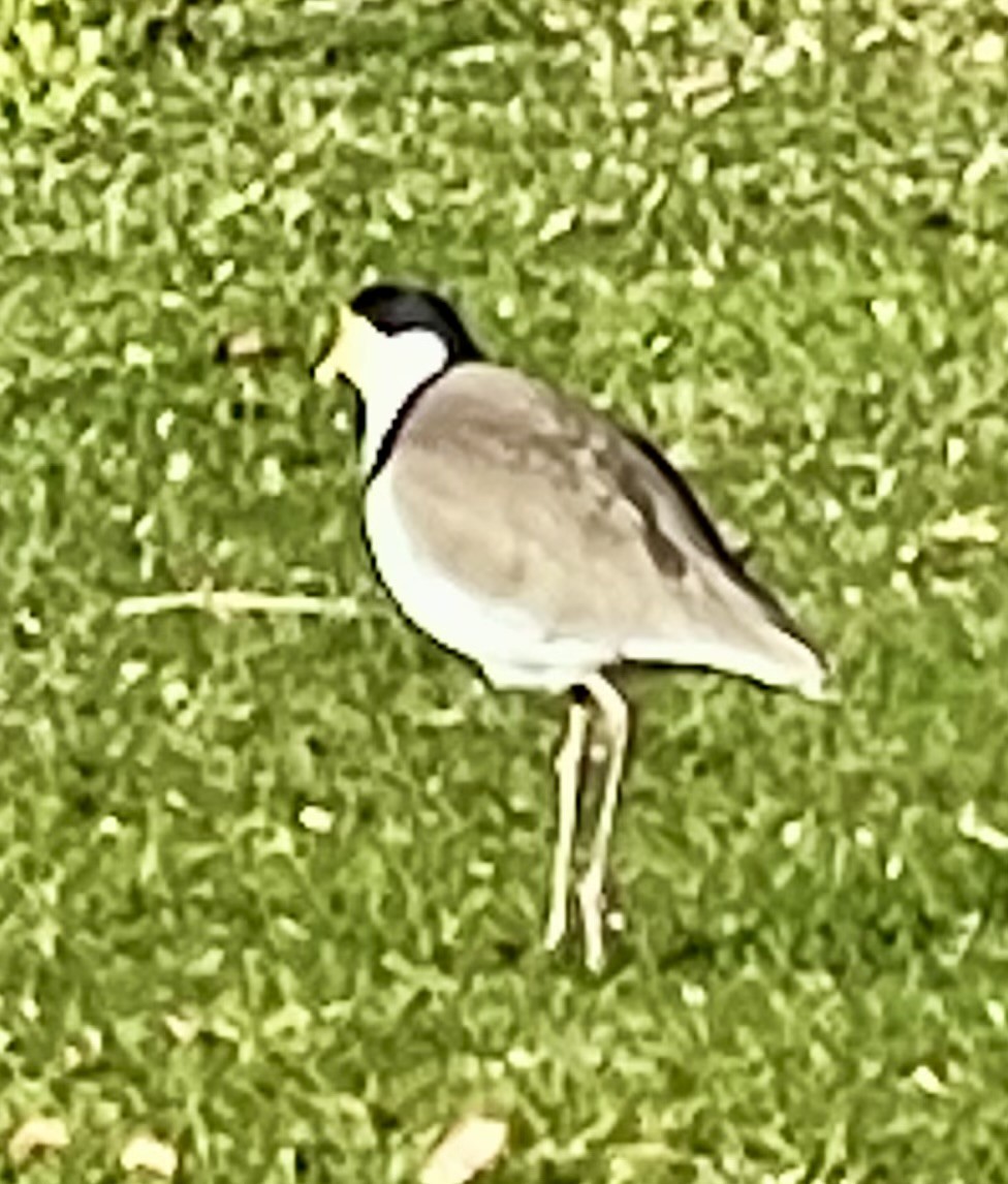 Masked Lapwing - ML639352764