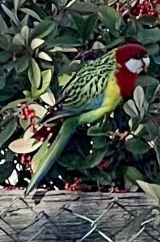 Eastern Rosella - ML639352795
