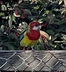 Eastern Rosella - ML639352796