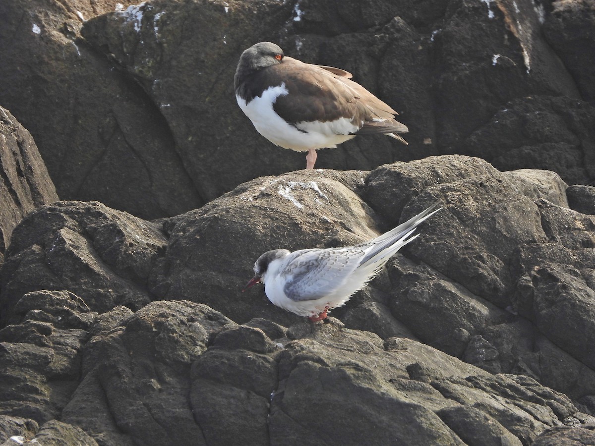 South American Tern - ML639352877