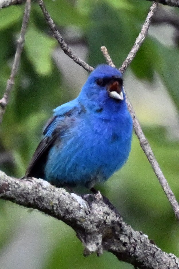 Indigo Bunting - ML639352913