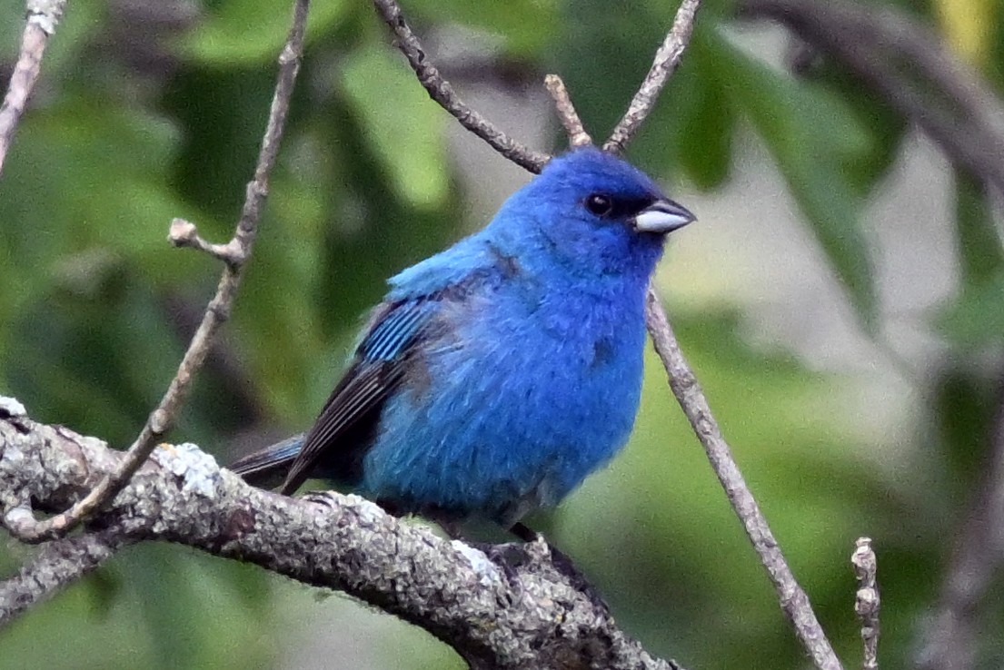 Indigo Bunting - ML639352914