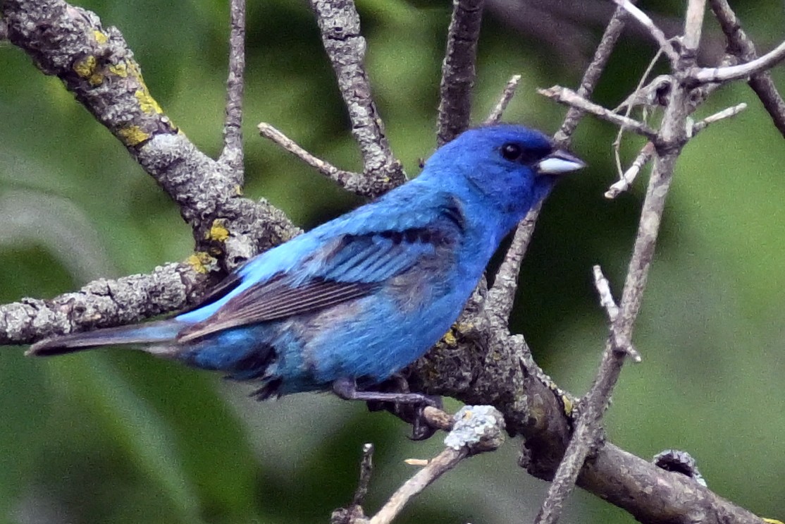Indigo Bunting - ML639352915
