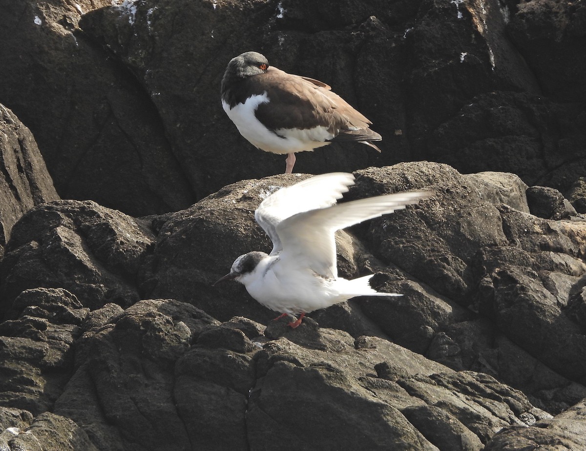 South American Tern - ML639352973