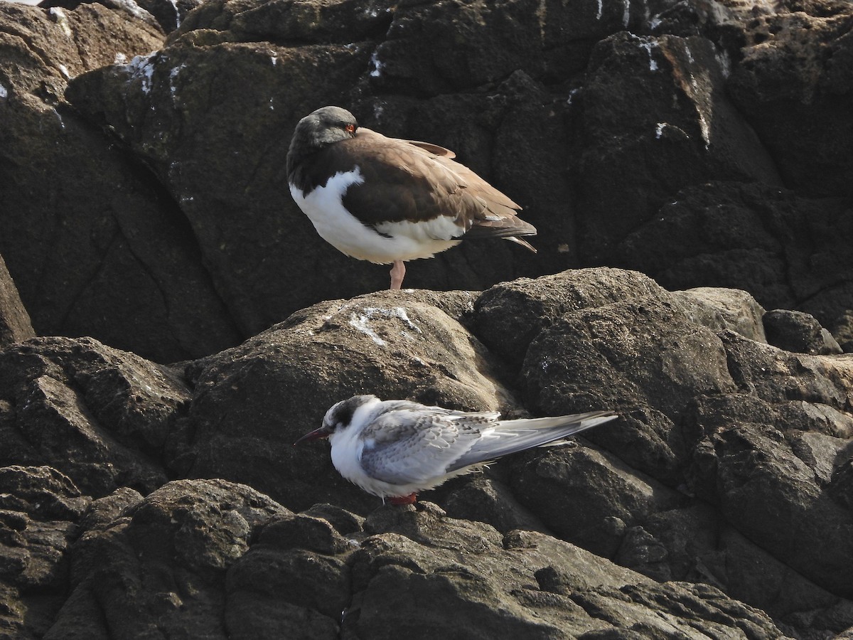 South American Tern - ML639352978
