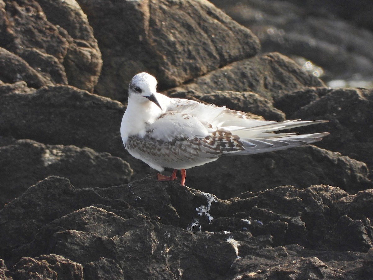 South American Tern - ML639353022