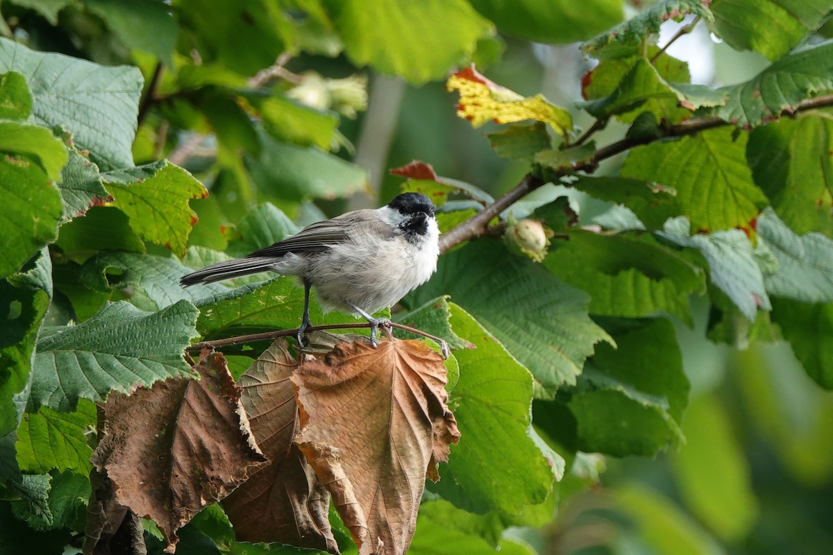 Marsh/Willow Tit - ML639353054