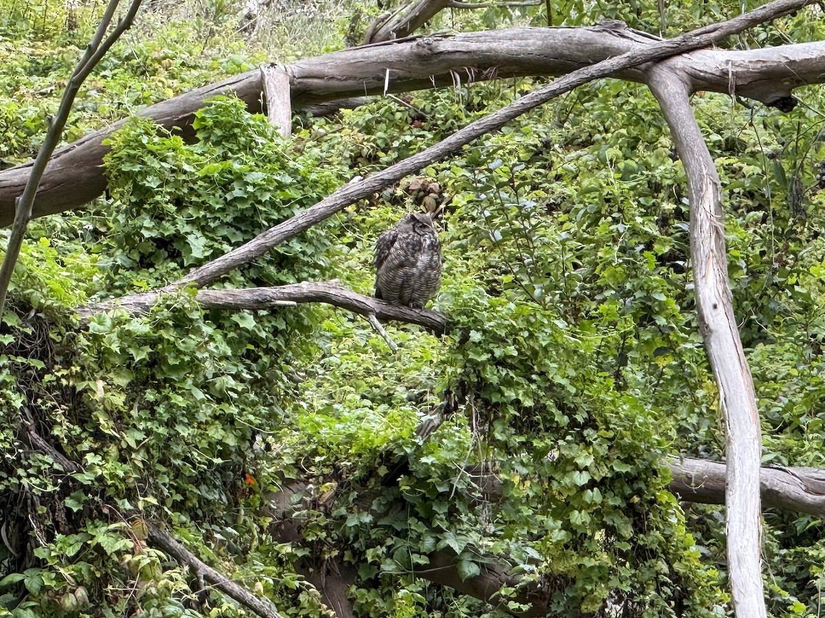 Great Horned Owl - ML639353269