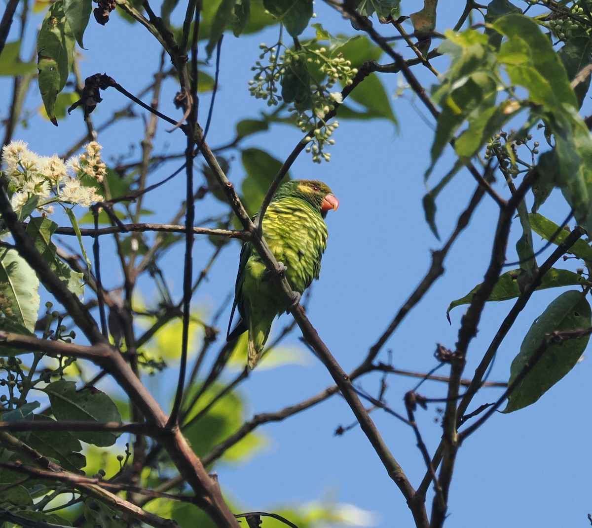 Yellow-cheeked Lorikeet - ML639353287