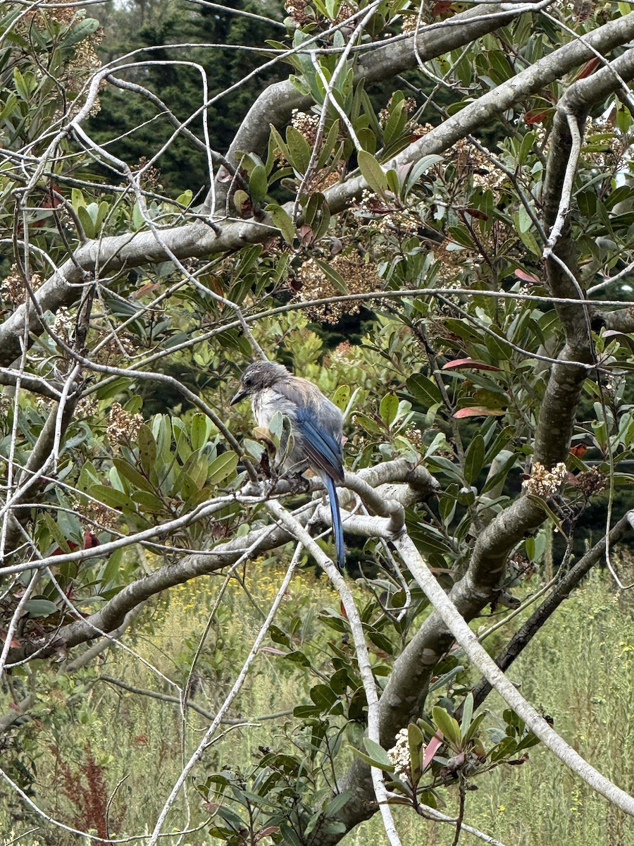 California Scrub-Jay - ML639353291
