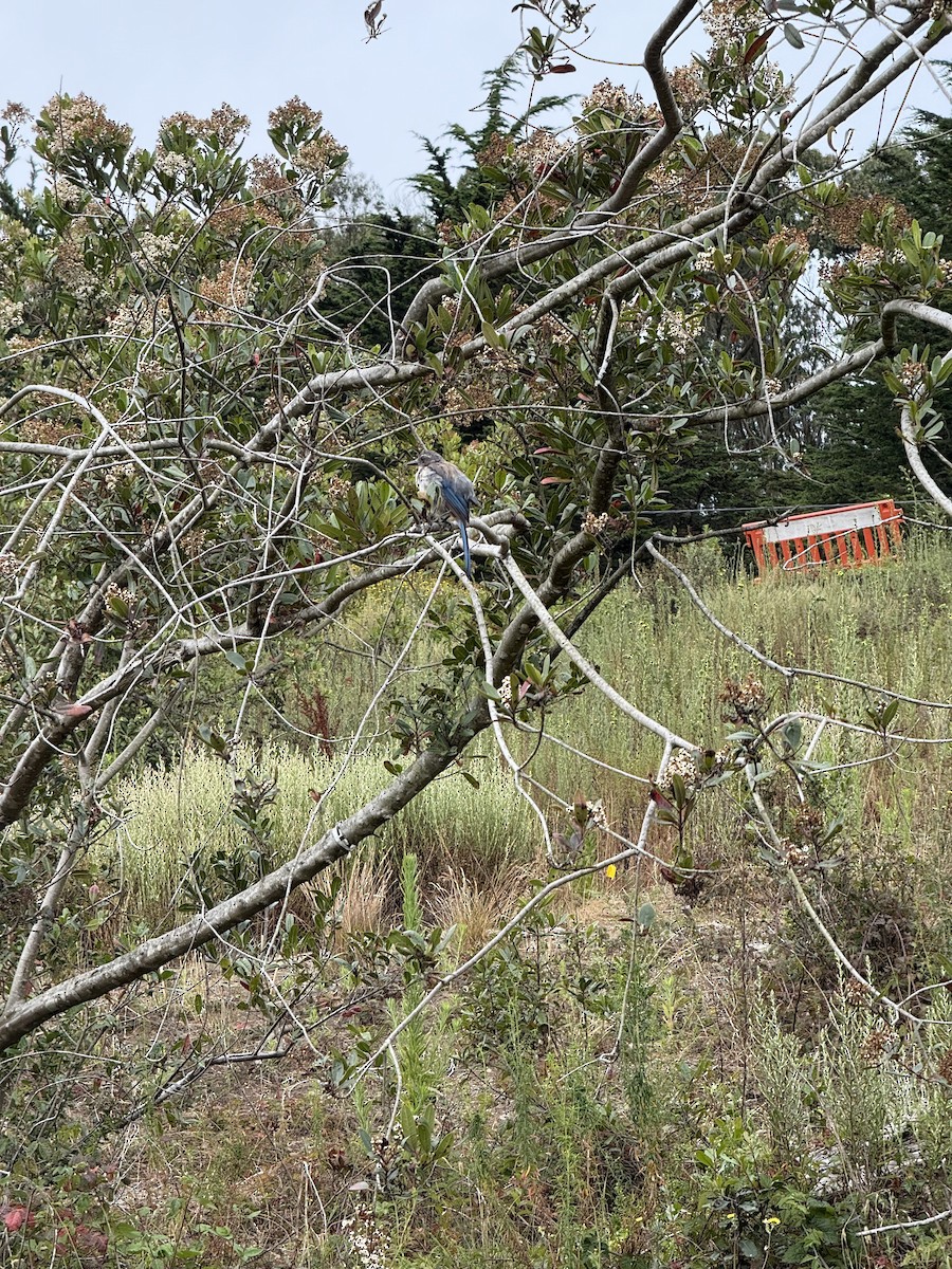 California Scrub-Jay - ML639353292