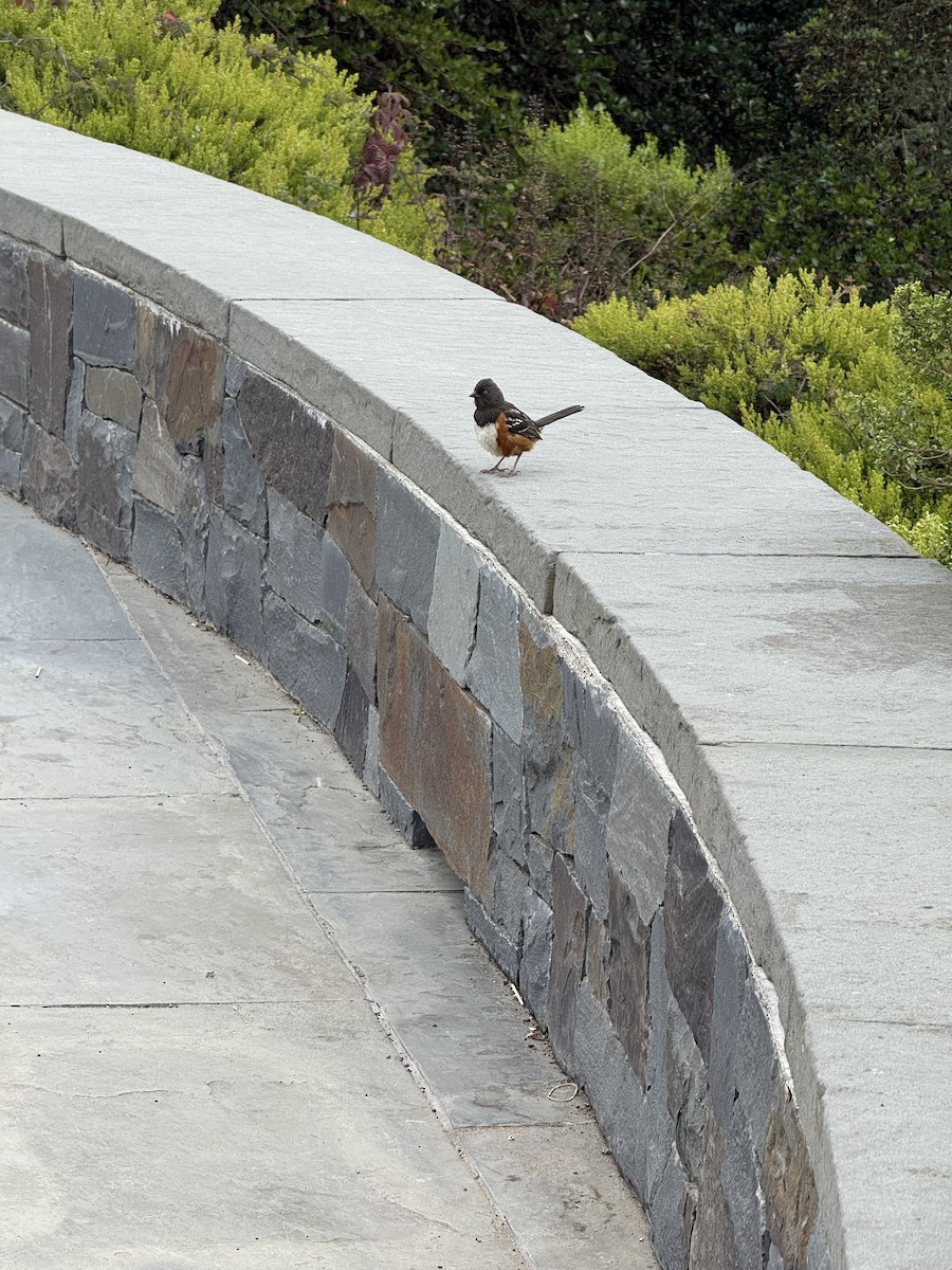 Spotted Towhee - ML639353313