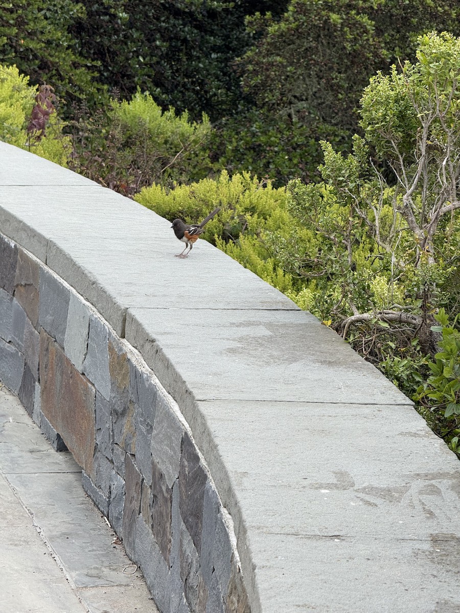Spotted Towhee - ML639353315