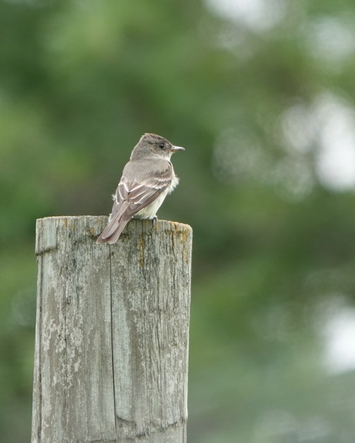 Eastern Wood-Pewee - ML639353490
