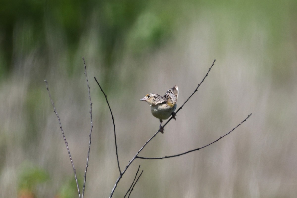 Grasshopper Sparrow - ML639353877