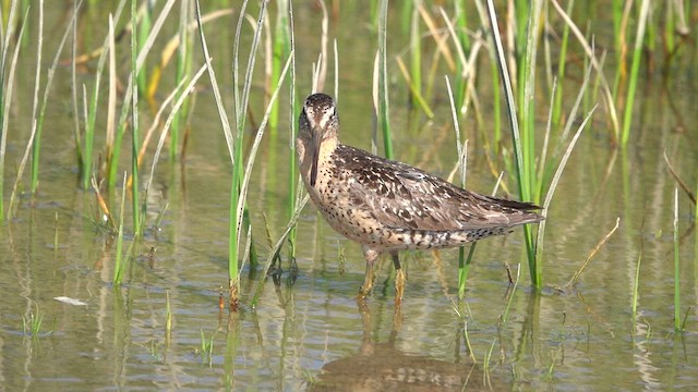 Short-billed Dowitcher - ML639354138