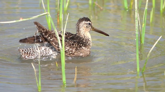 Short-billed Dowitcher - ML639354140