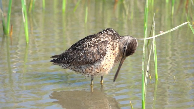 Short-billed Dowitcher - ML639354142