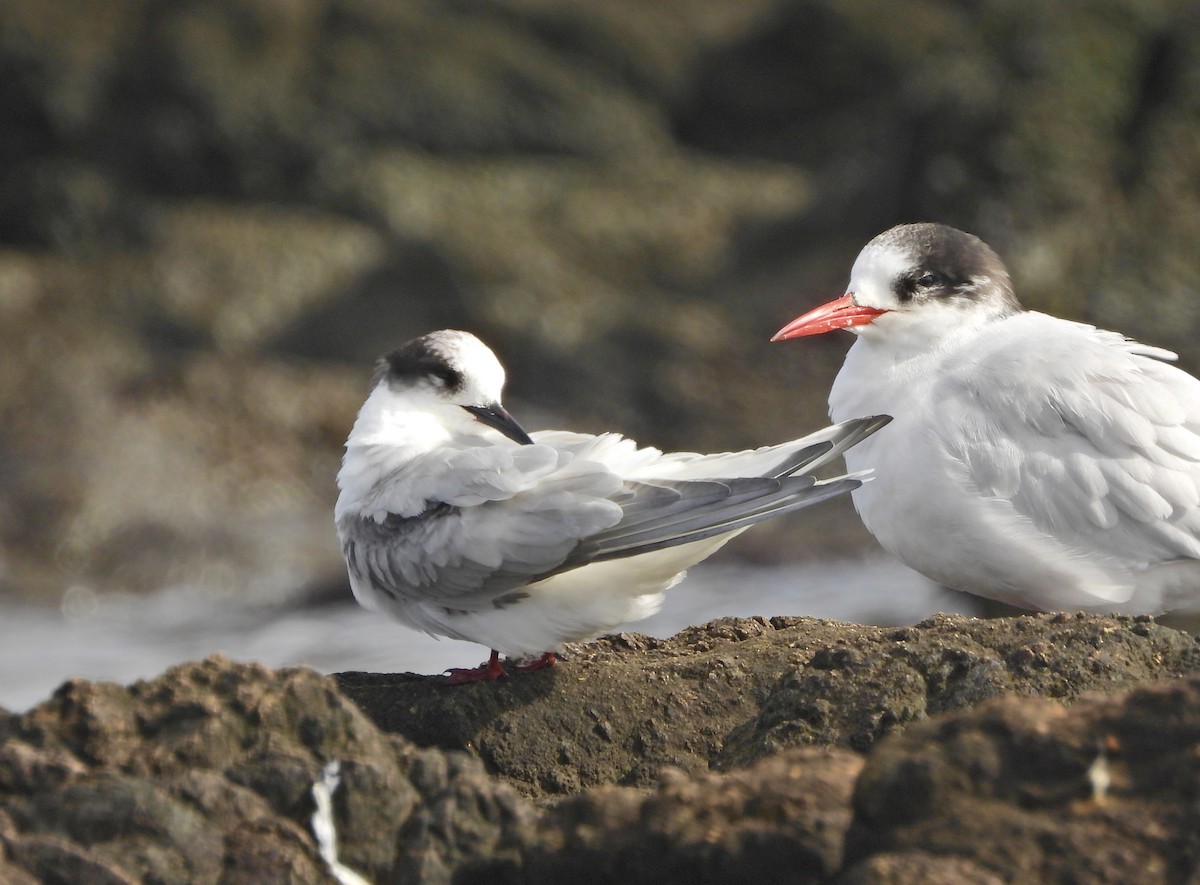 Arctic Tern - ML639354144