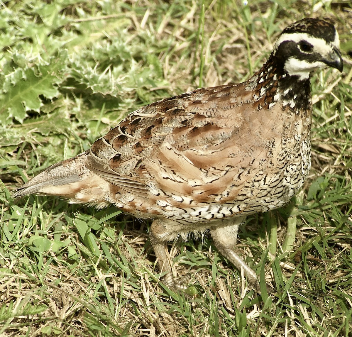 Northern Bobwhite - ML639354153