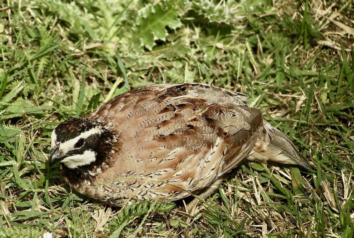 Northern Bobwhite - ML639354154