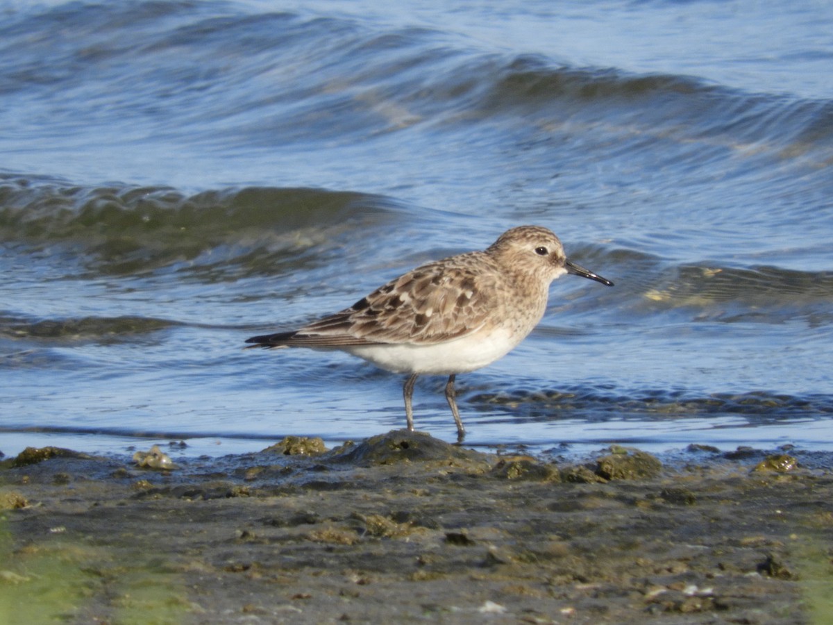 Bécasseau de Baird - ML639354200