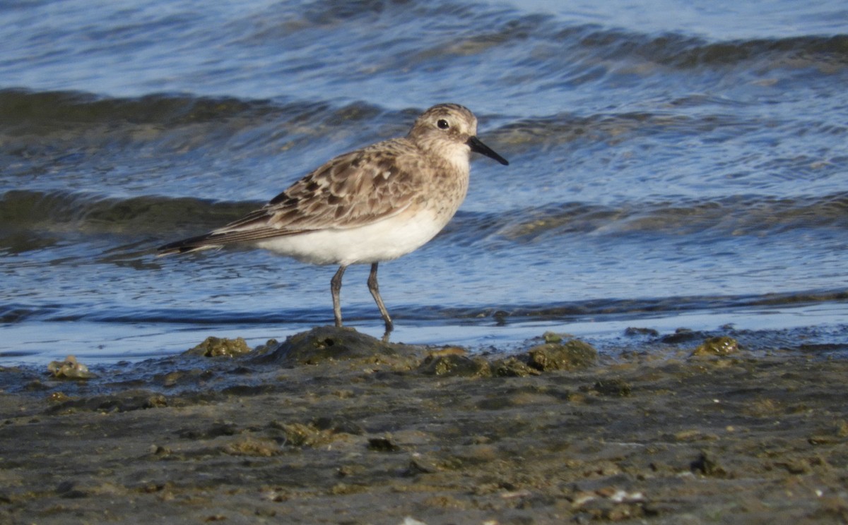 Bécasseau de Baird - ML639354204