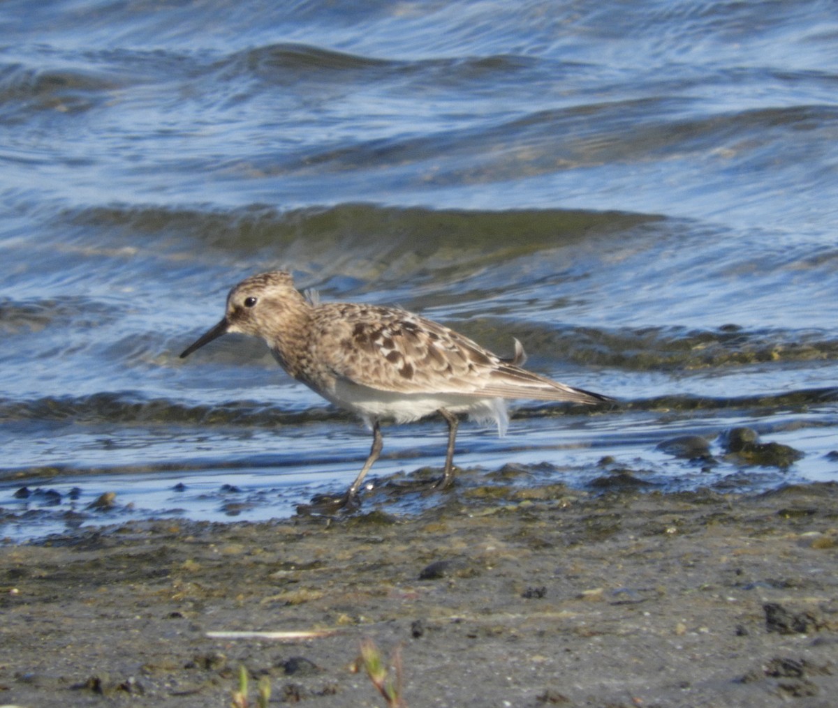 Bécasseau de Baird - ML639354207