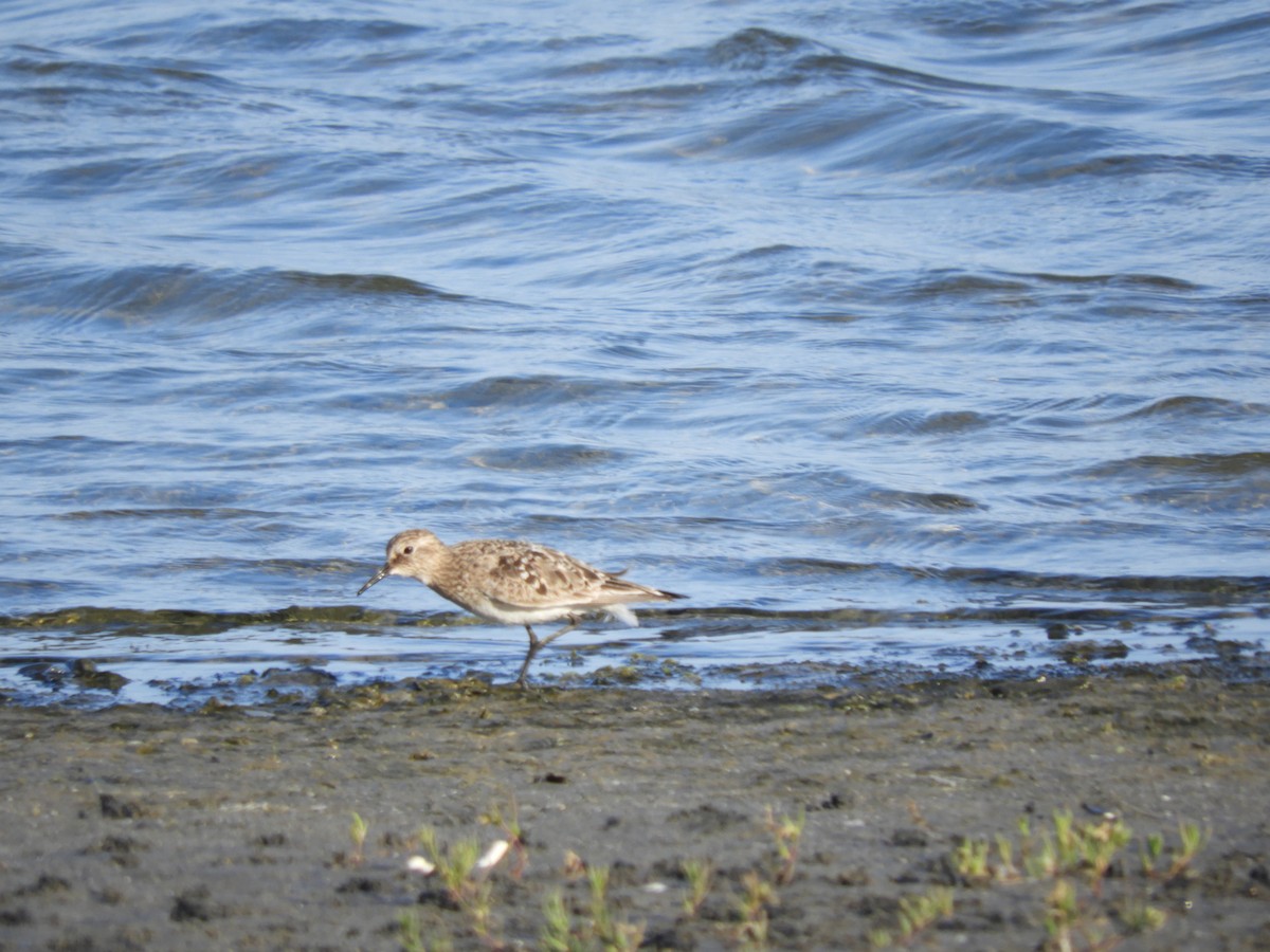 Bécasseau de Baird - ML639354222