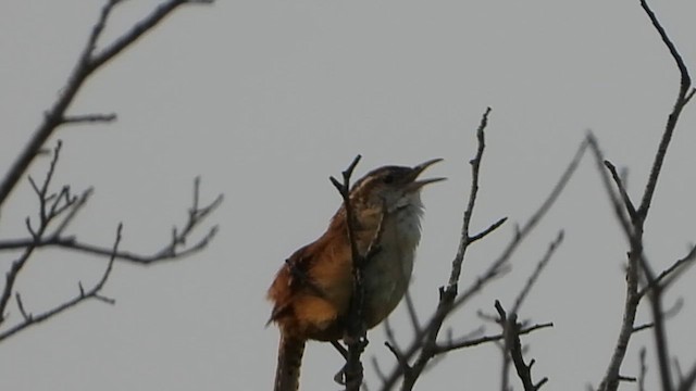 Carolina Wren - ML639354308