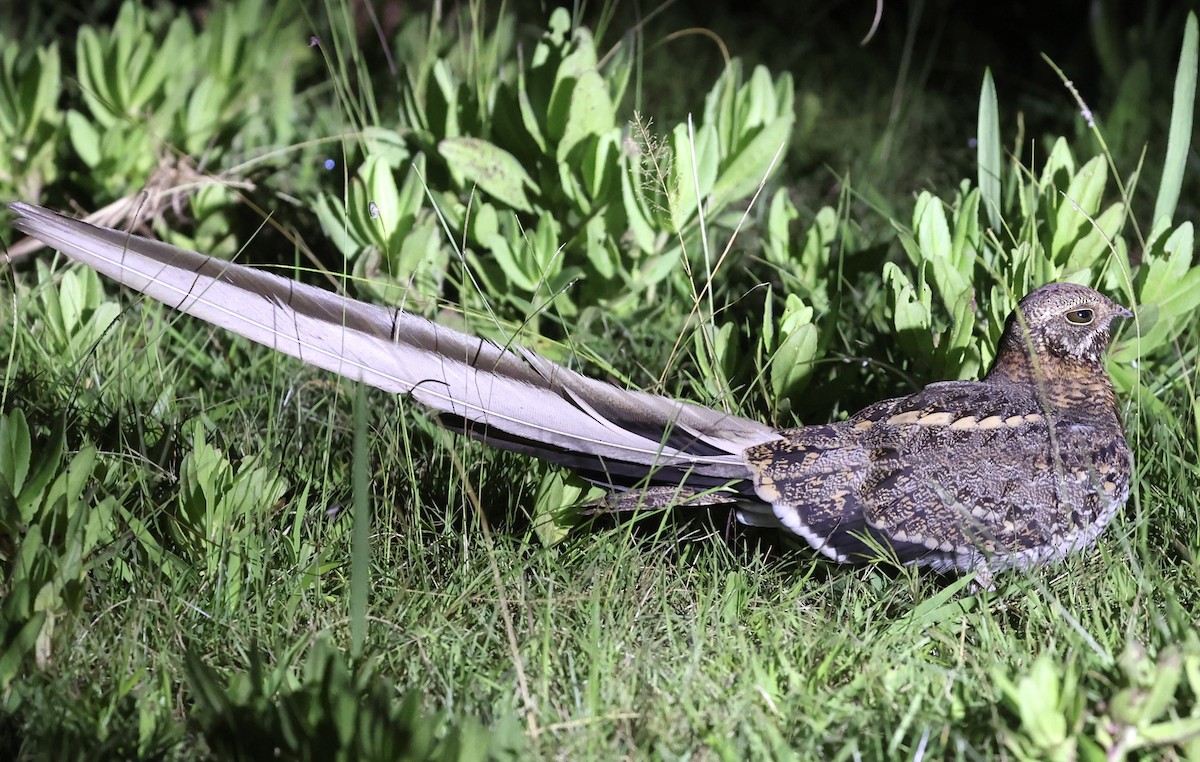 Pennant-winged Nightjar - ML639354323