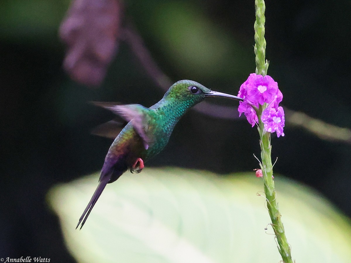 Bronze-tailed Plumeleteer - ML639354368