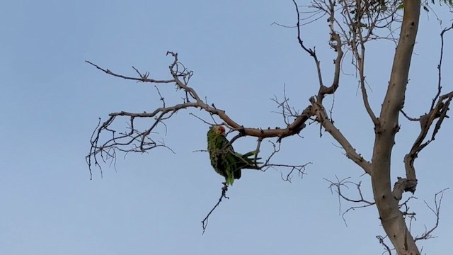 Amazone à joues vertes - ML639354433