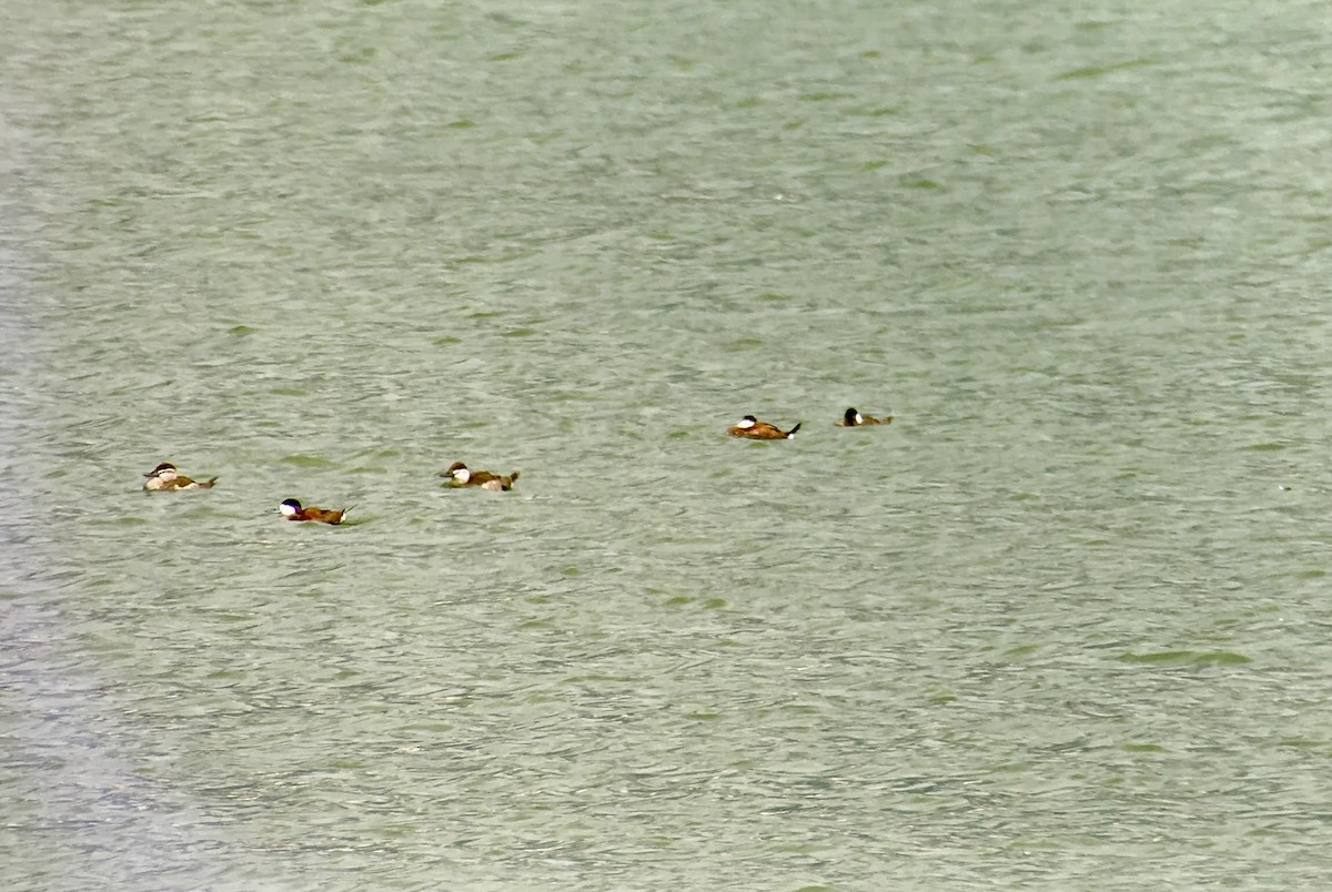 Ruddy Duck - ML639354460