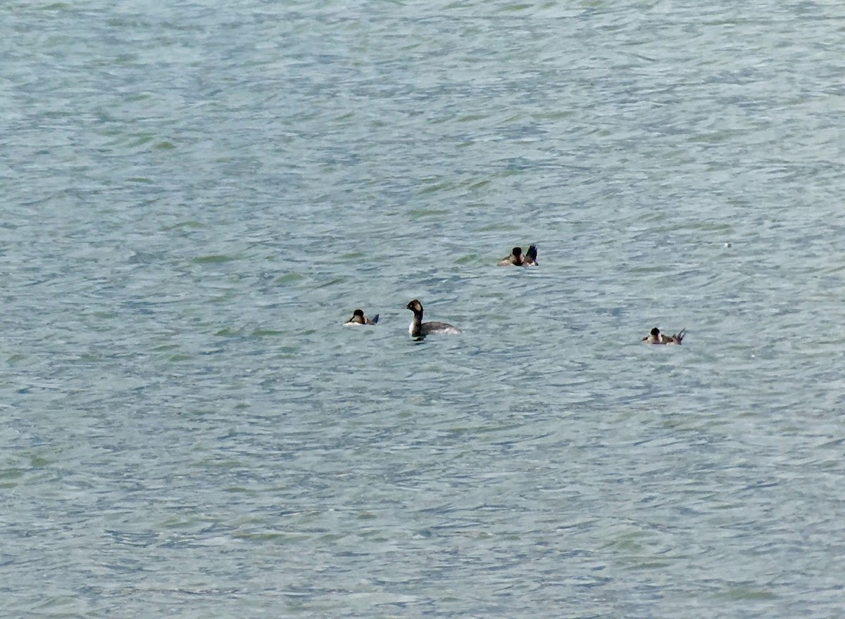 Eared Grebe - ML639354463