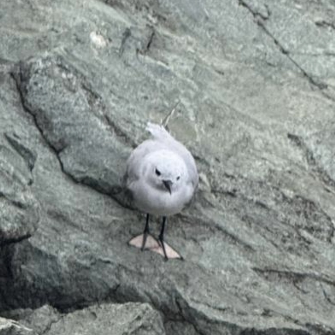 Gray Noddy - ML639354533