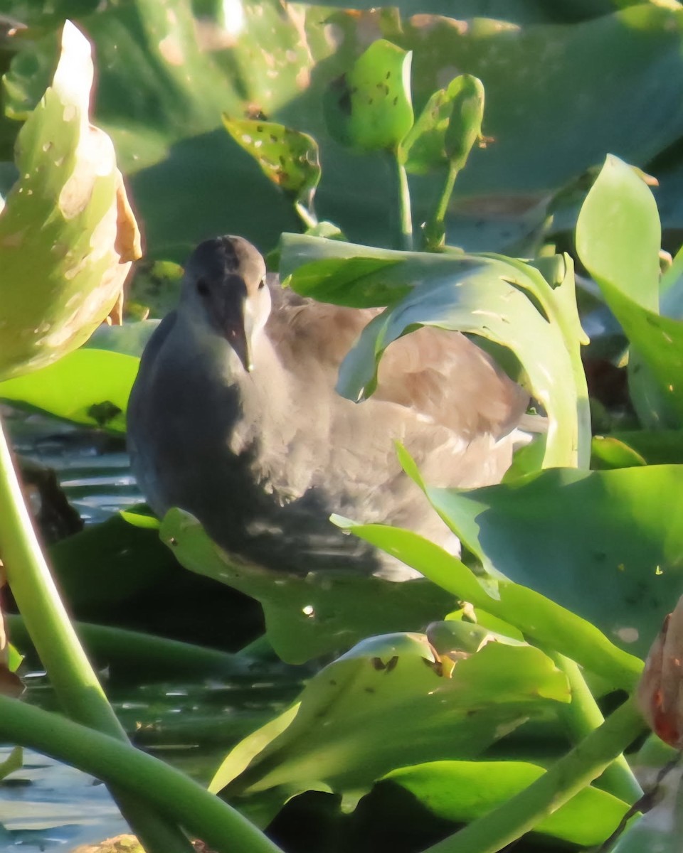 Common Gallinule - ML639354647