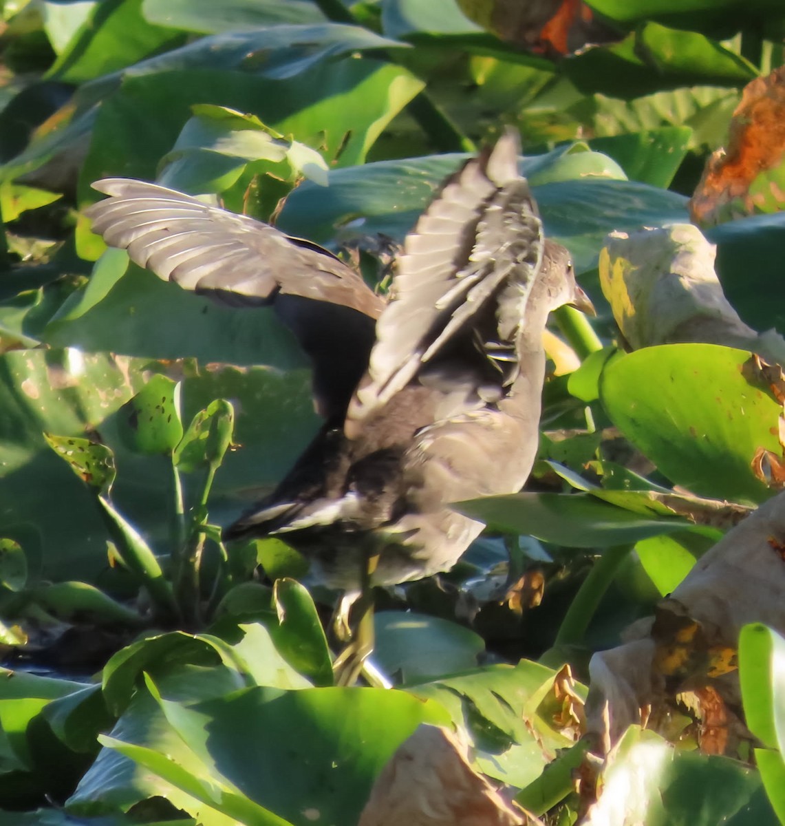 Common Gallinule - ML639354648