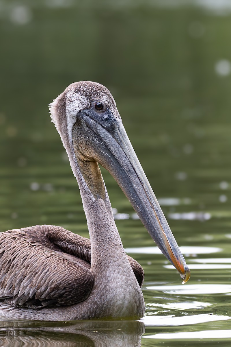 Brown Pelican - ML639354713