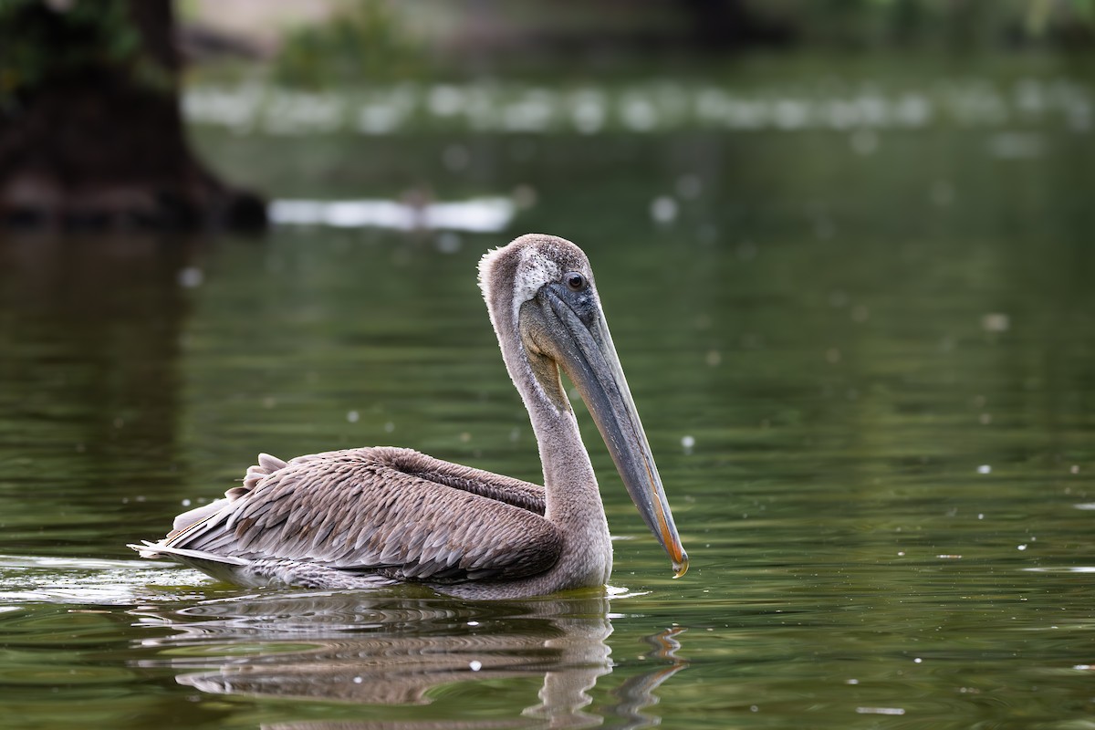 Brown Pelican - ML639354714