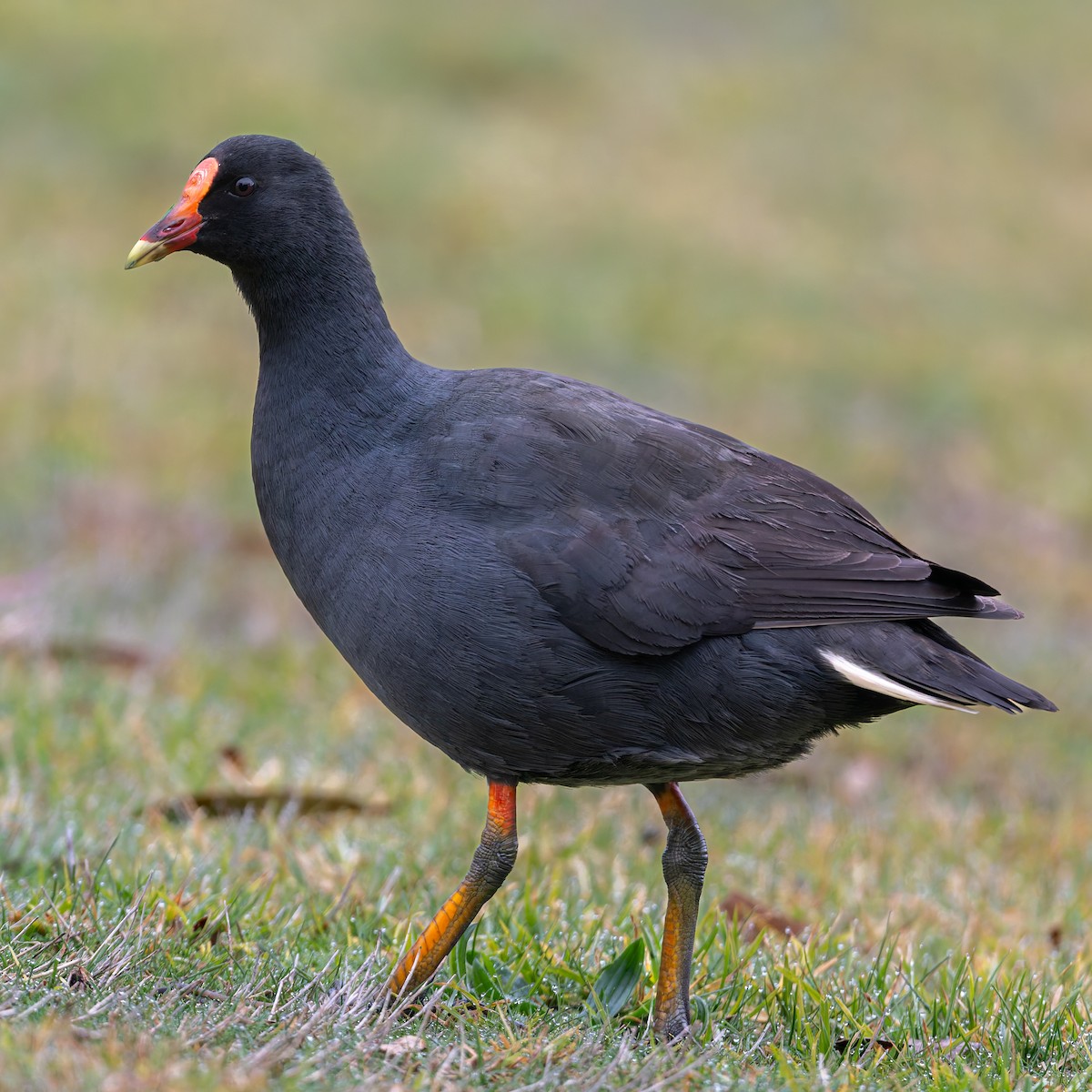 Dusky Moorhen - ML639354977