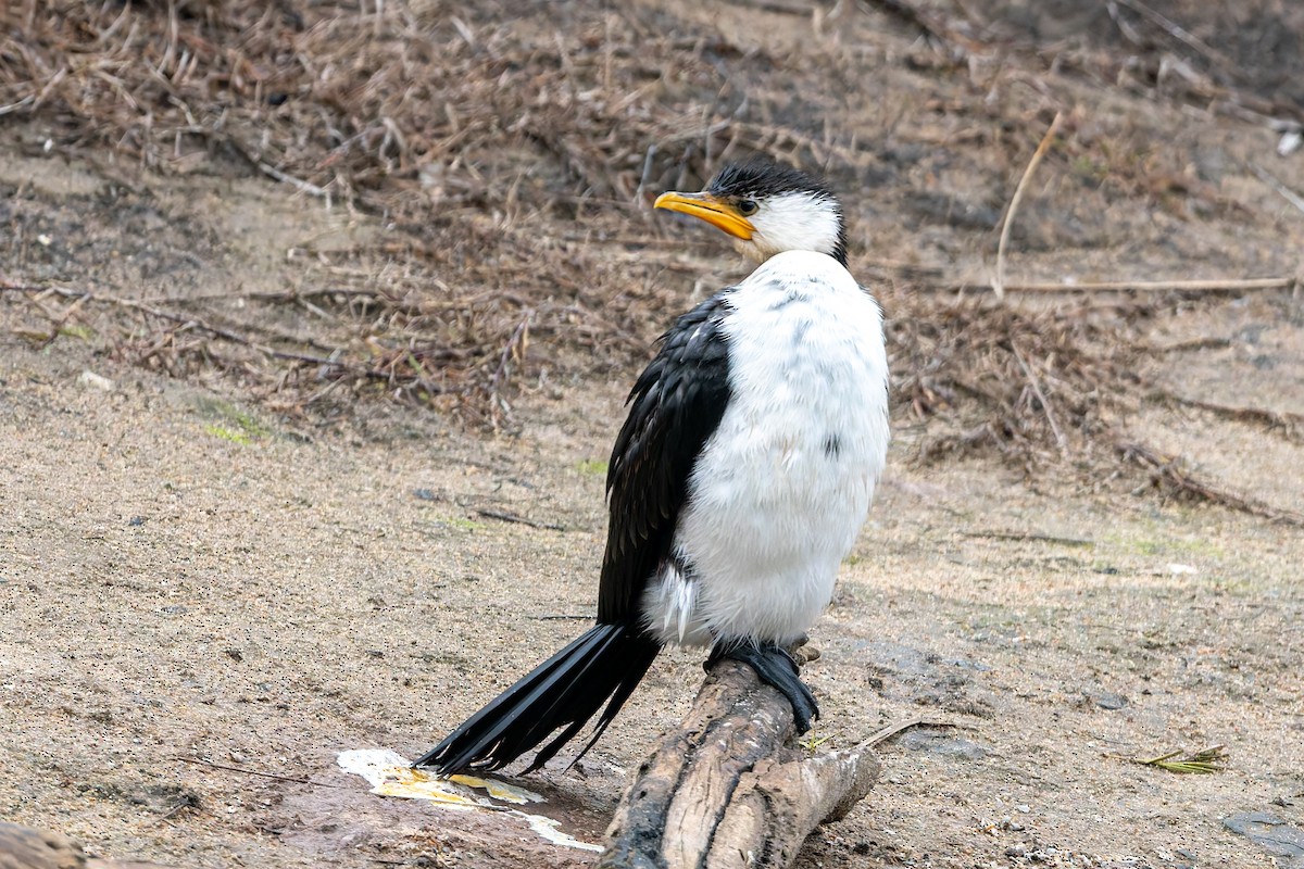 Little Pied Cormorant - ML639354982