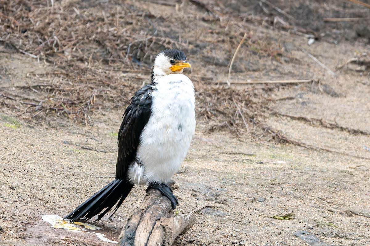Little Pied Cormorant - ML639354983