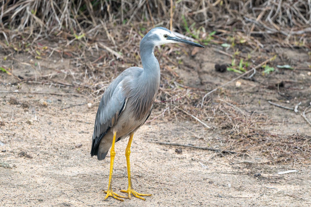 White-faced Heron - ML639354989