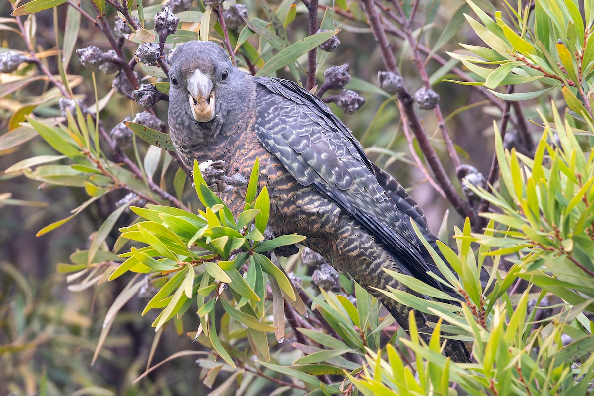 Gang-gang Cockatoo - ML639354991