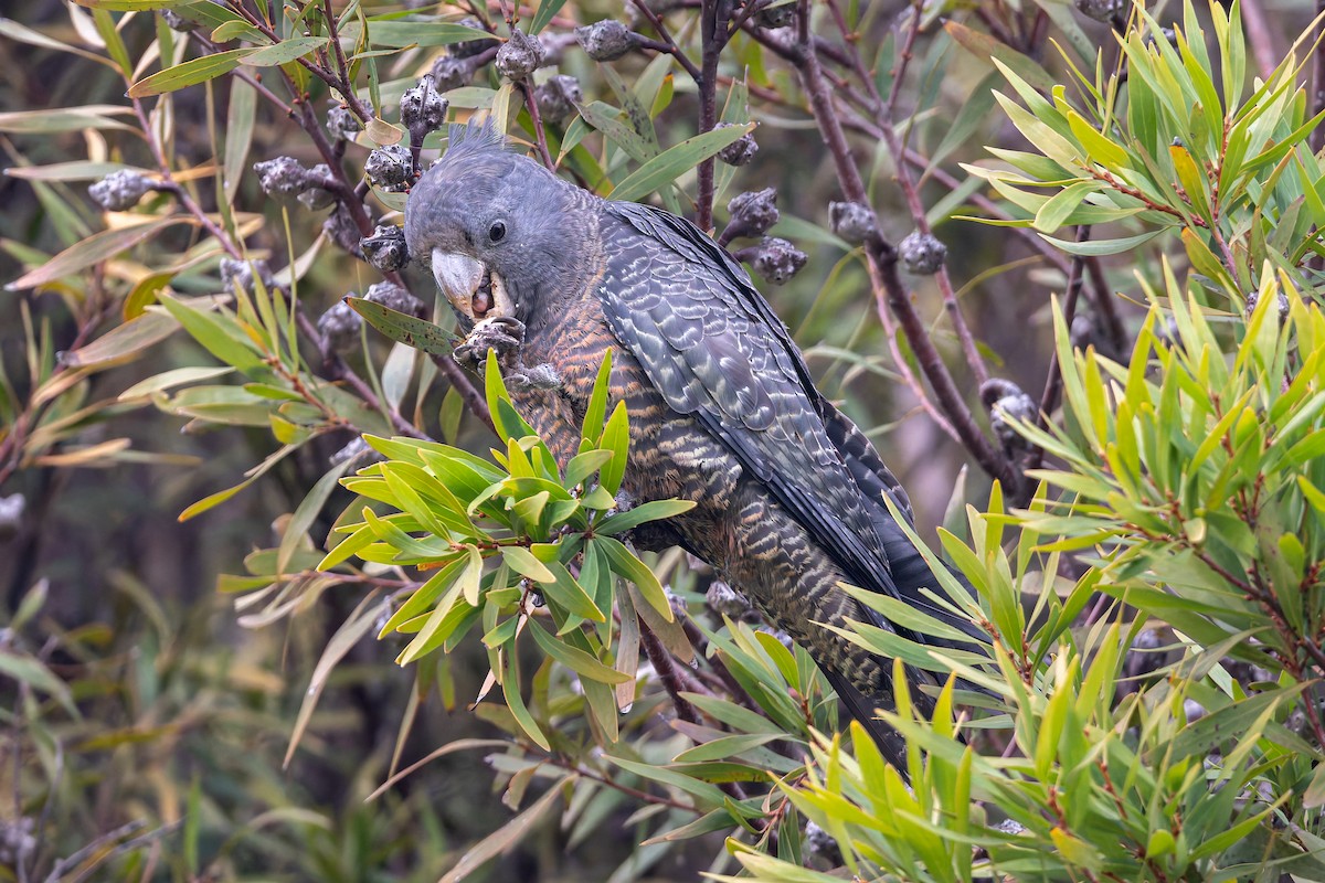 Gang-gang Cockatoo - ML639354992