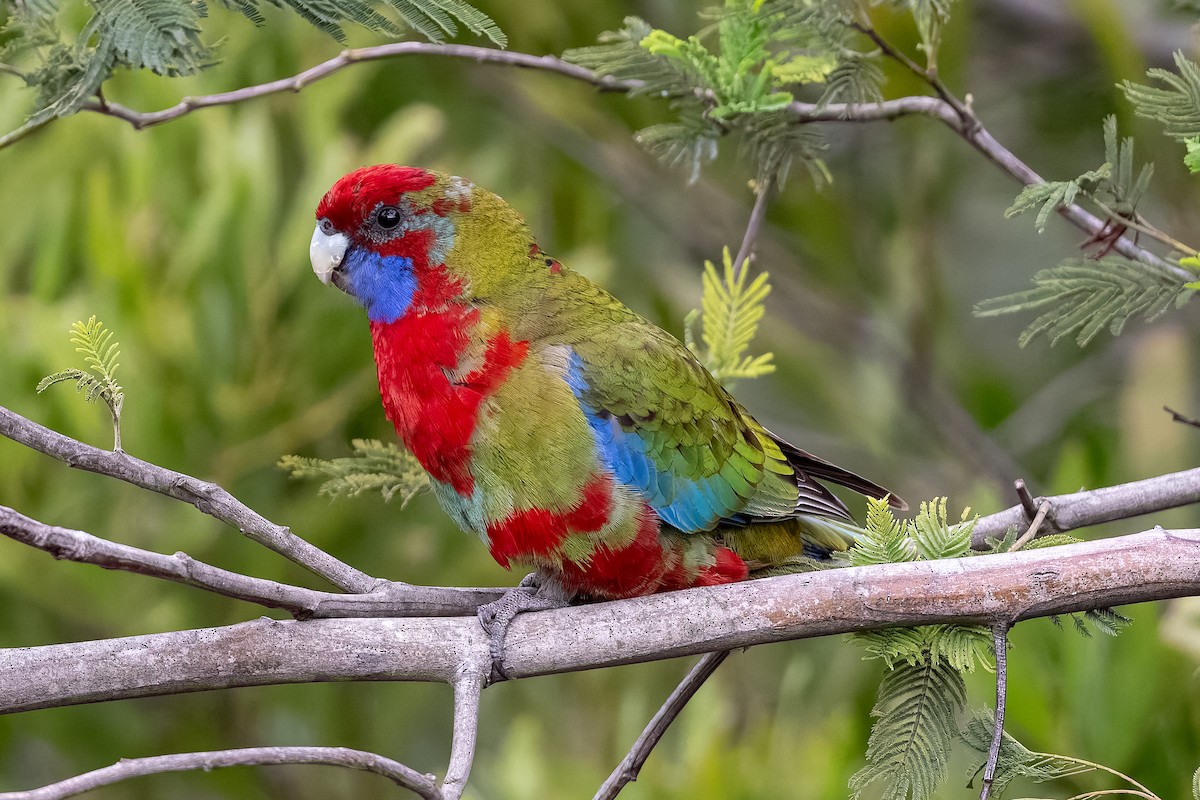 Crimson Rosella (Crimson) - ML639355012