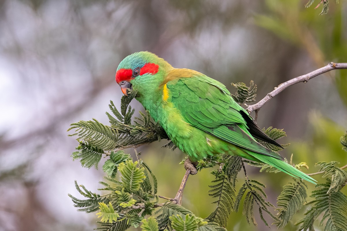 Musk Lorikeet - ML639355016