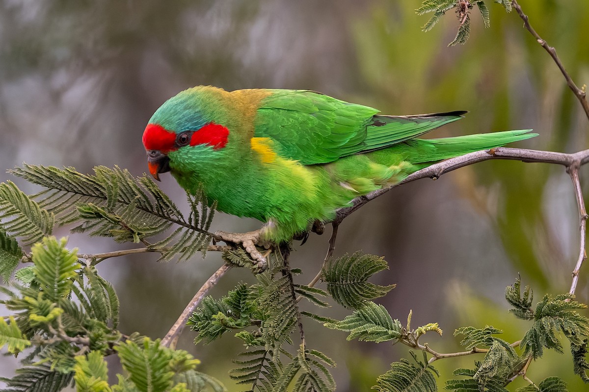 Musk Lorikeet - ML639355017