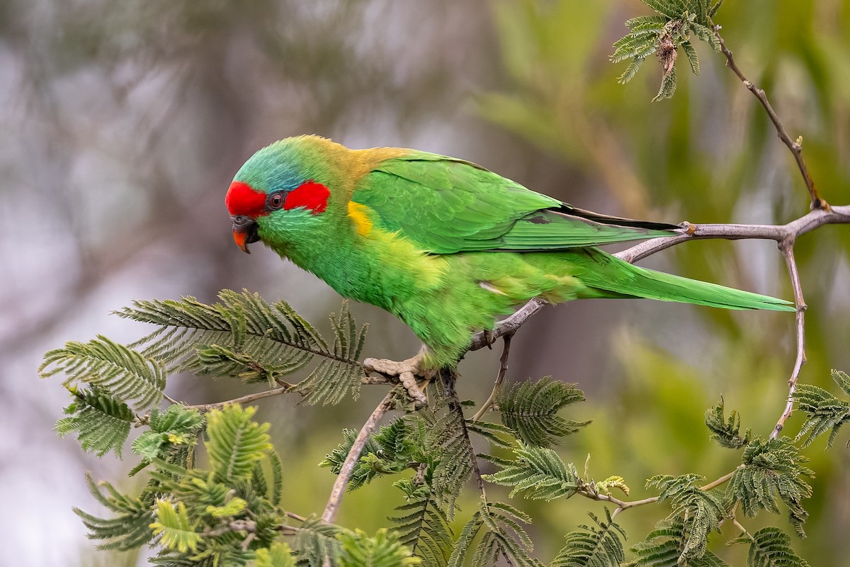 Musk Lorikeet - ML639355018